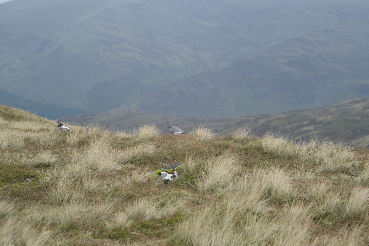 Rock Ptarmigan - ML646393627