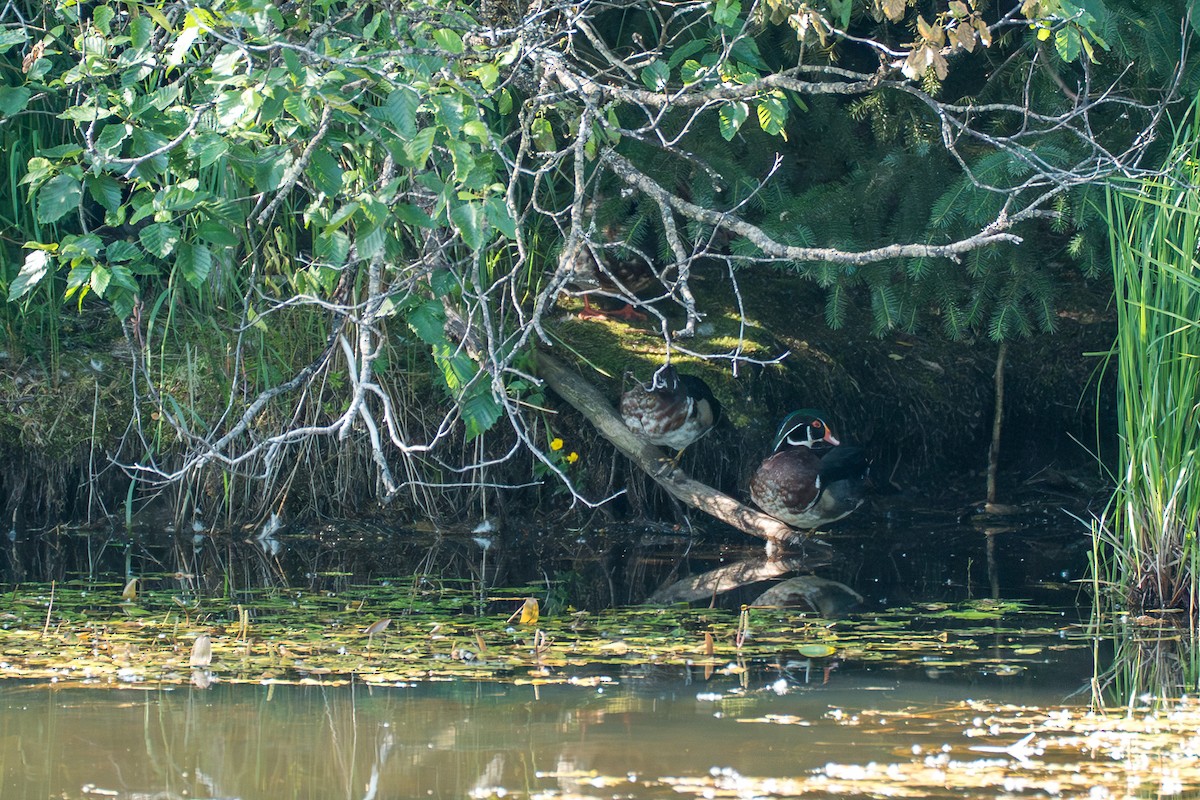 Wood Duck - ML646393628