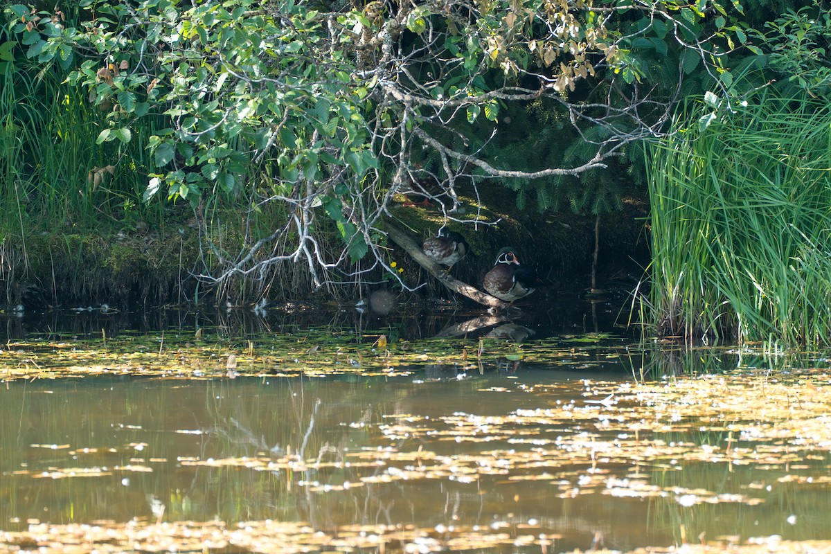 Wood Duck - ML646393629
