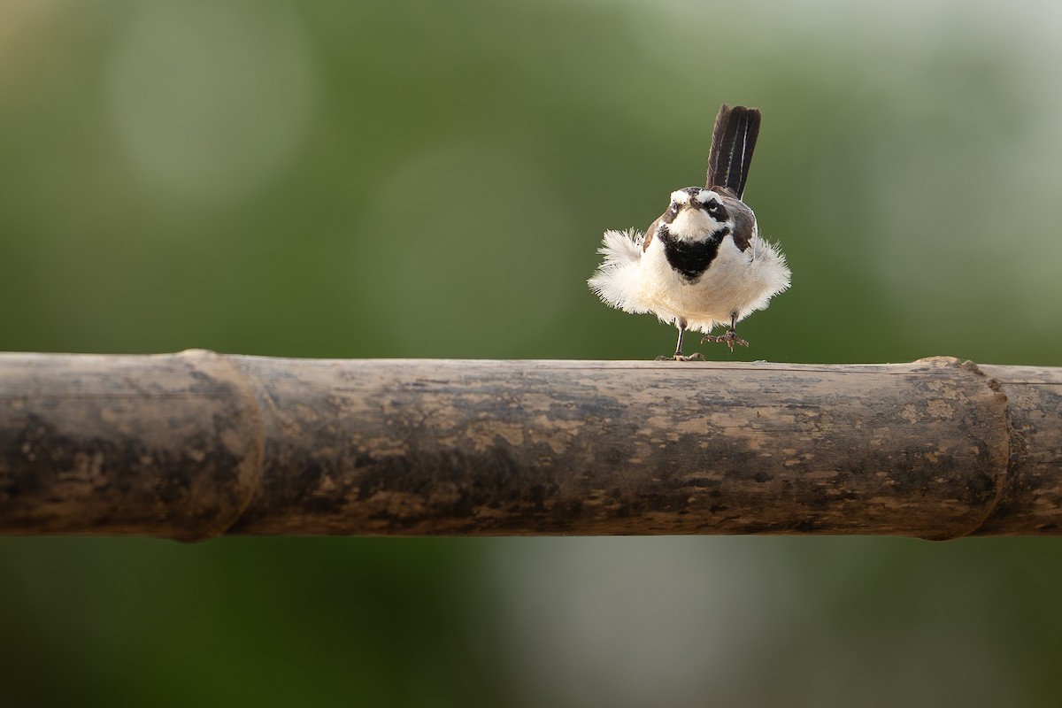 Mekong Wagtail - ML646393630