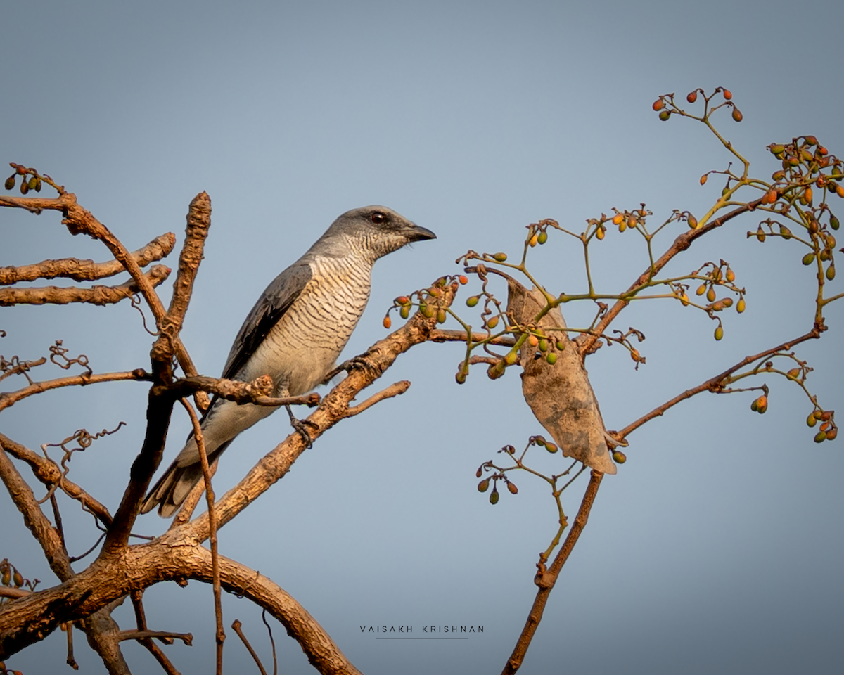 Indian Cuckooshrike - ML646393631