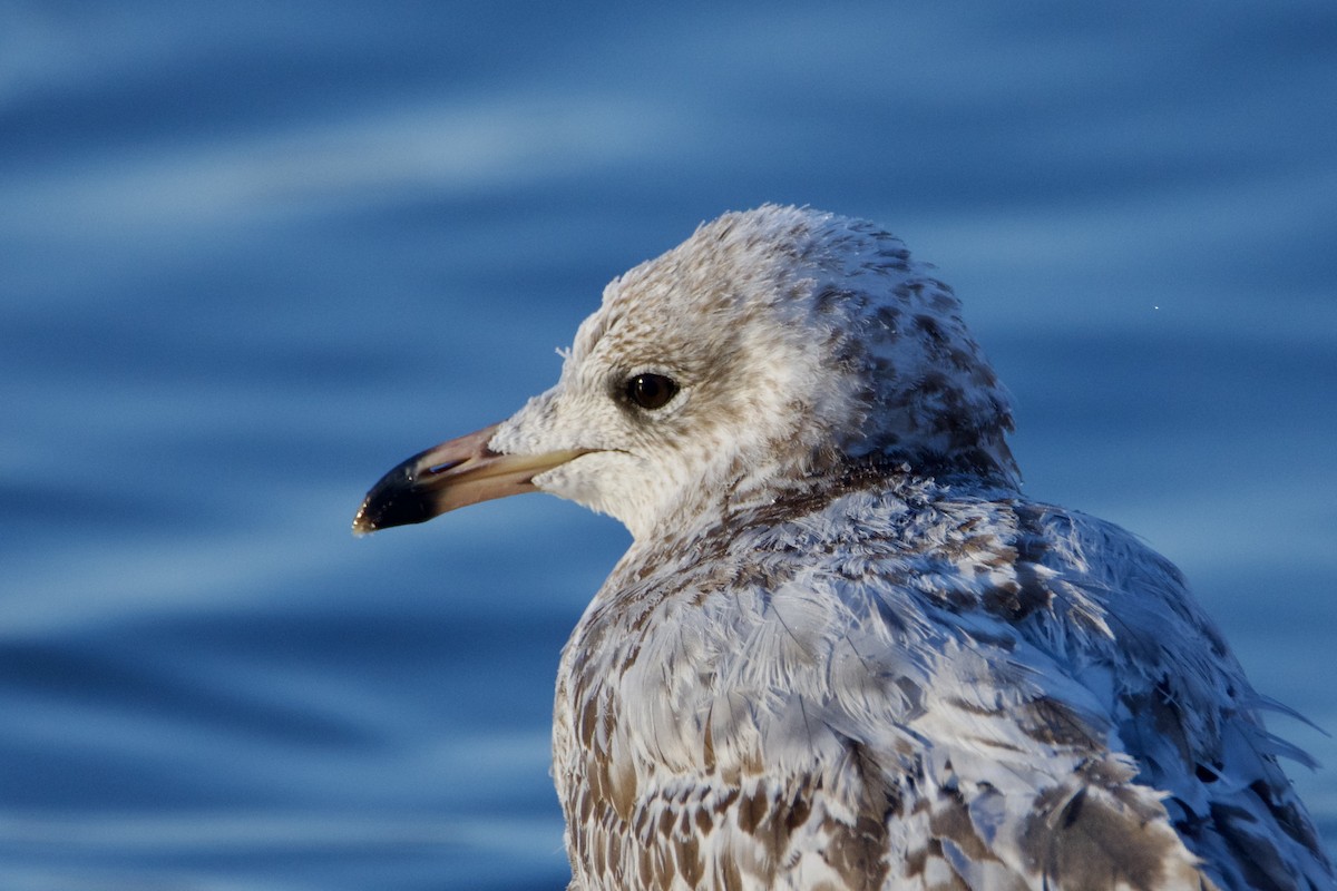 Ring-billed Gull - ML646393632