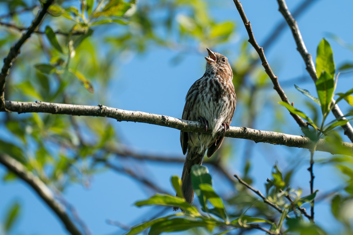 Song Sparrow - ML646393633