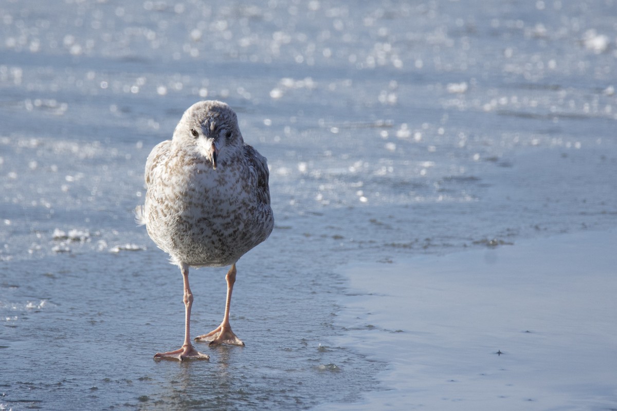 Ring-billed Gull - ML646393634
