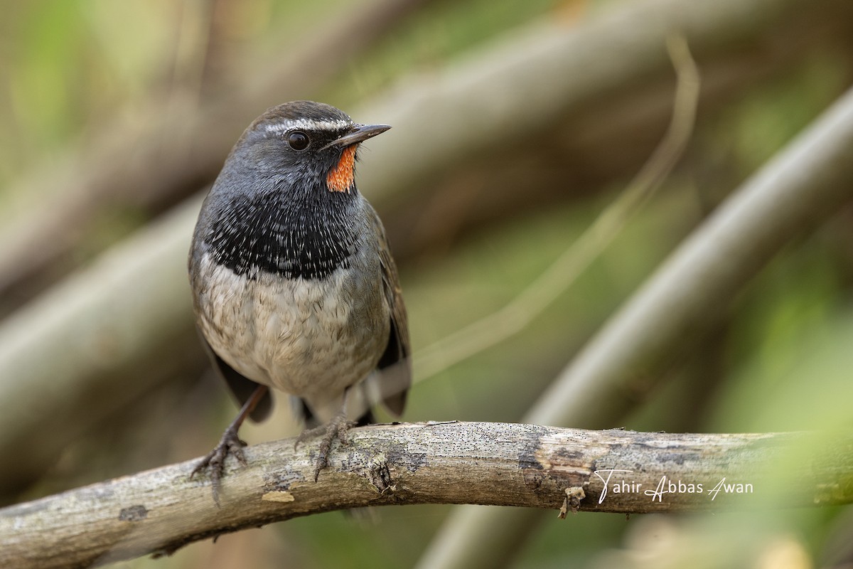 Himalayan Rubythroat - ML646393635