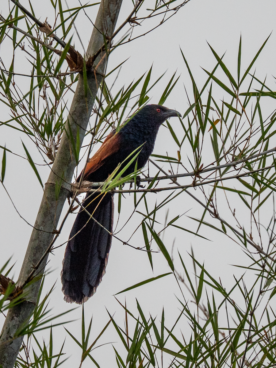 Greater Coucal - ML646393636