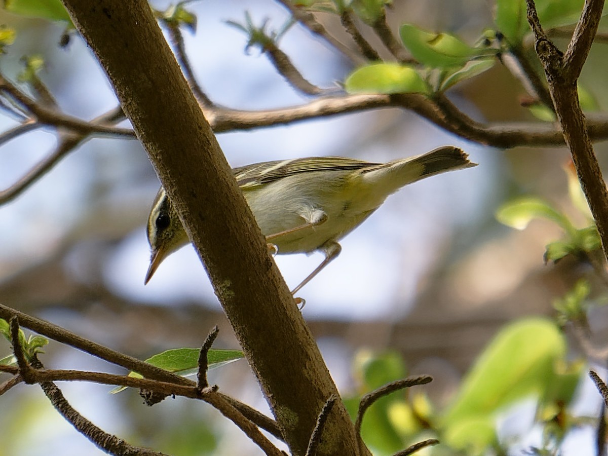 Yellow-browed Warbler - ML646393637