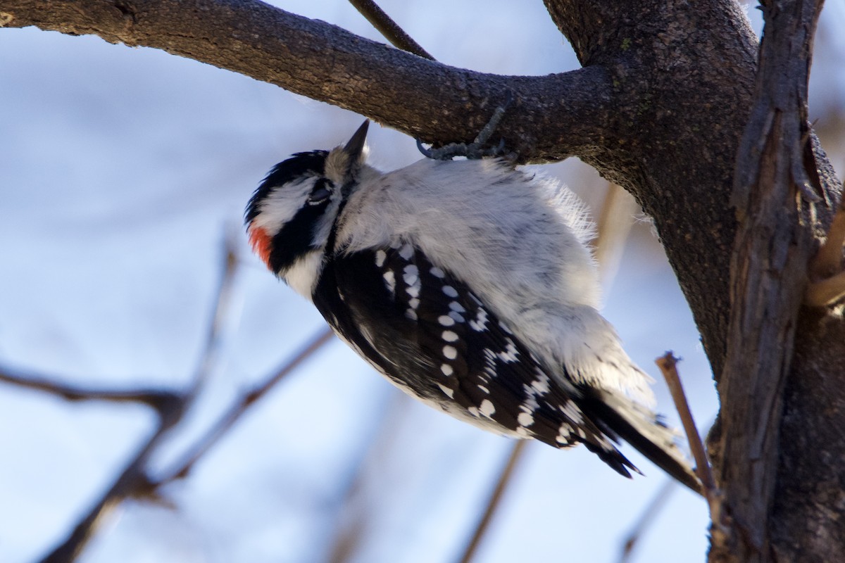 Downy Woodpecker - ML646393638