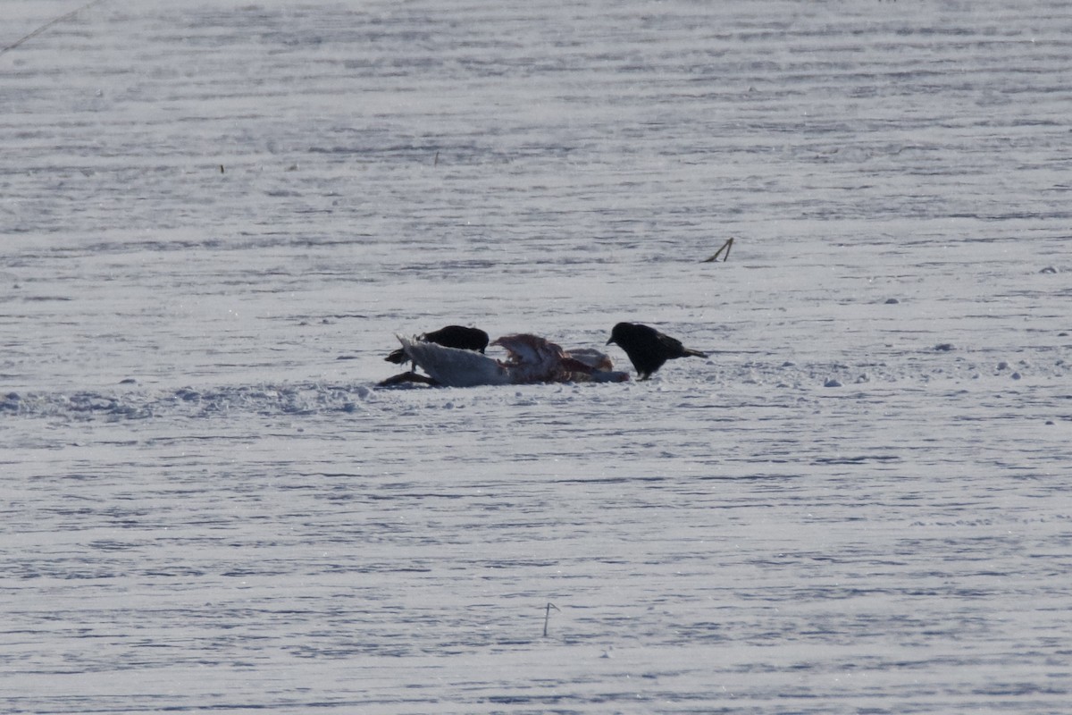 American Crow - ML646393643