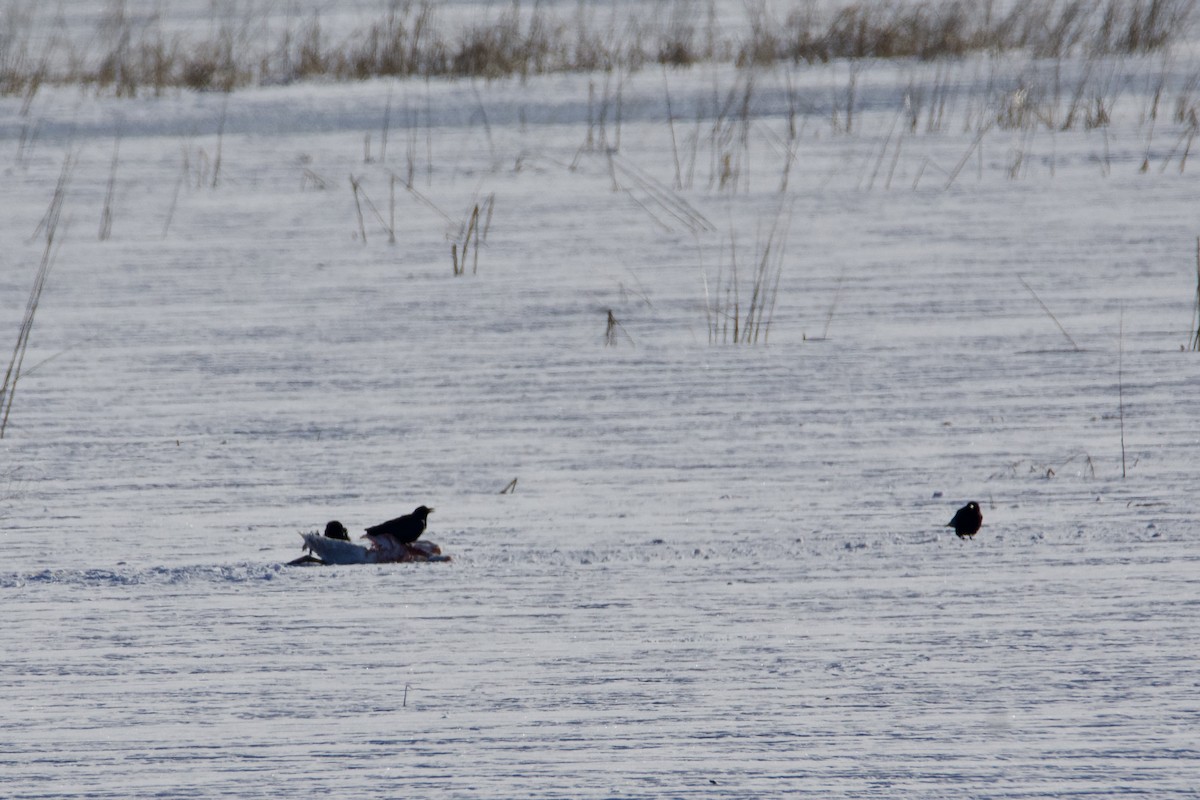 American Crow - ML646393644