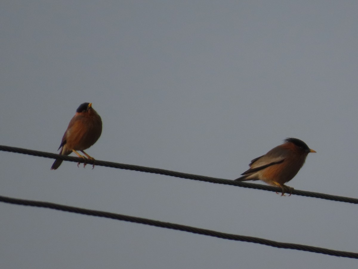 špaček pagodový - ML646393645