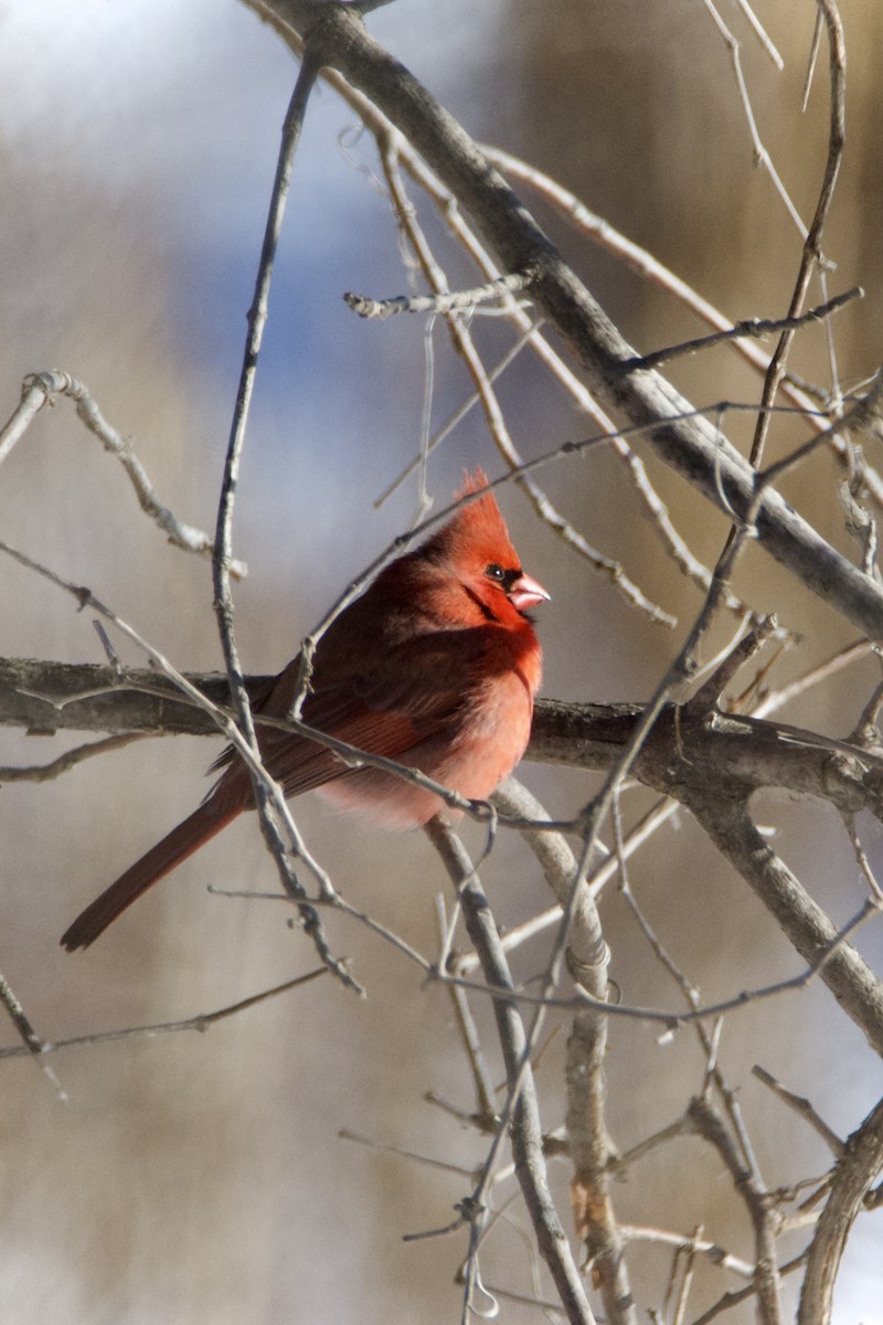 Northern Cardinal - ML646393649