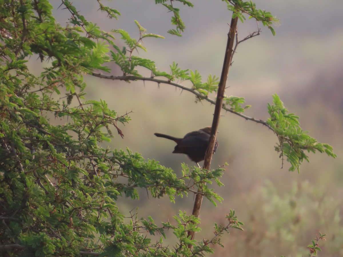 Indian Robin - ML646393653