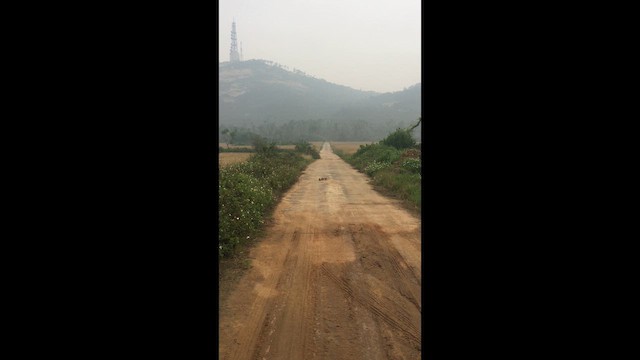 Çin Benekgagası - ML646393656