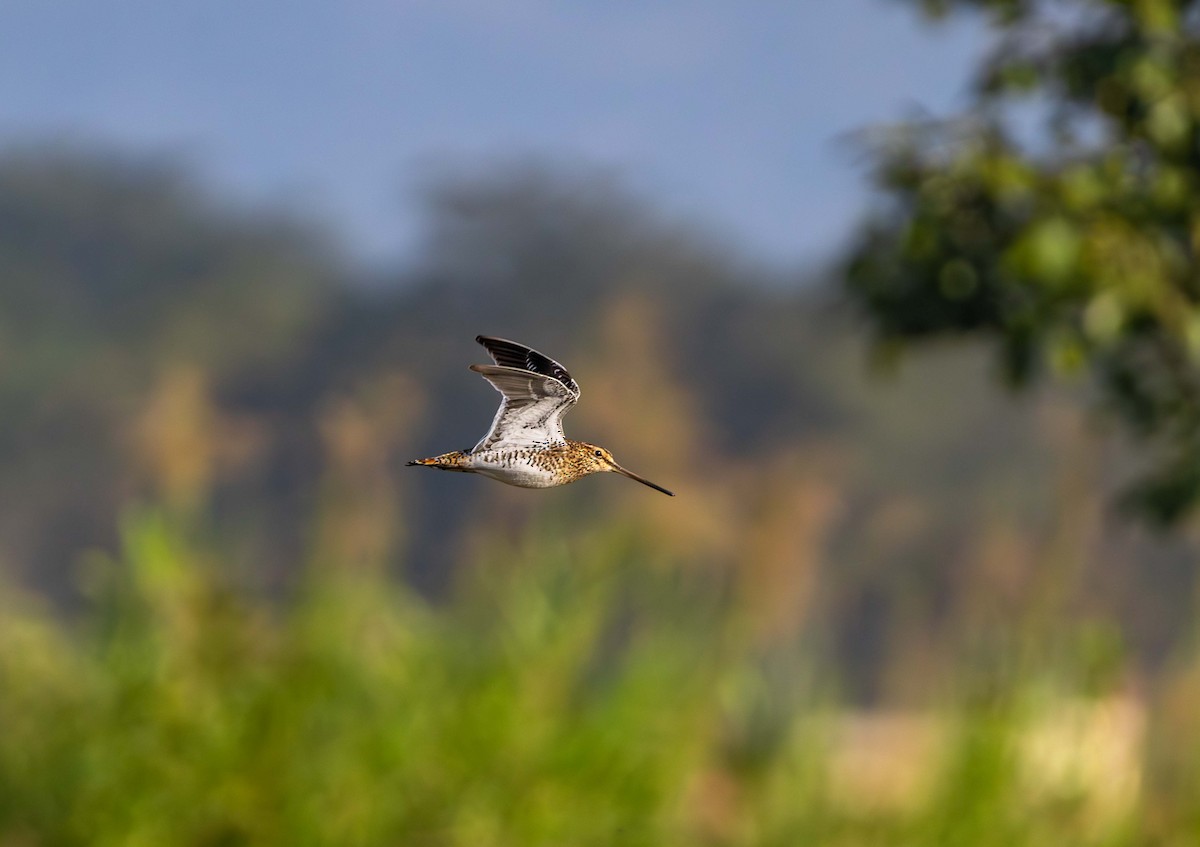 Common Snipe - ML646393659