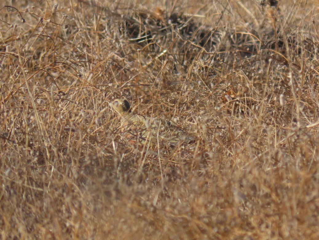 Pin-tailed Sandgrouse - ML646393662