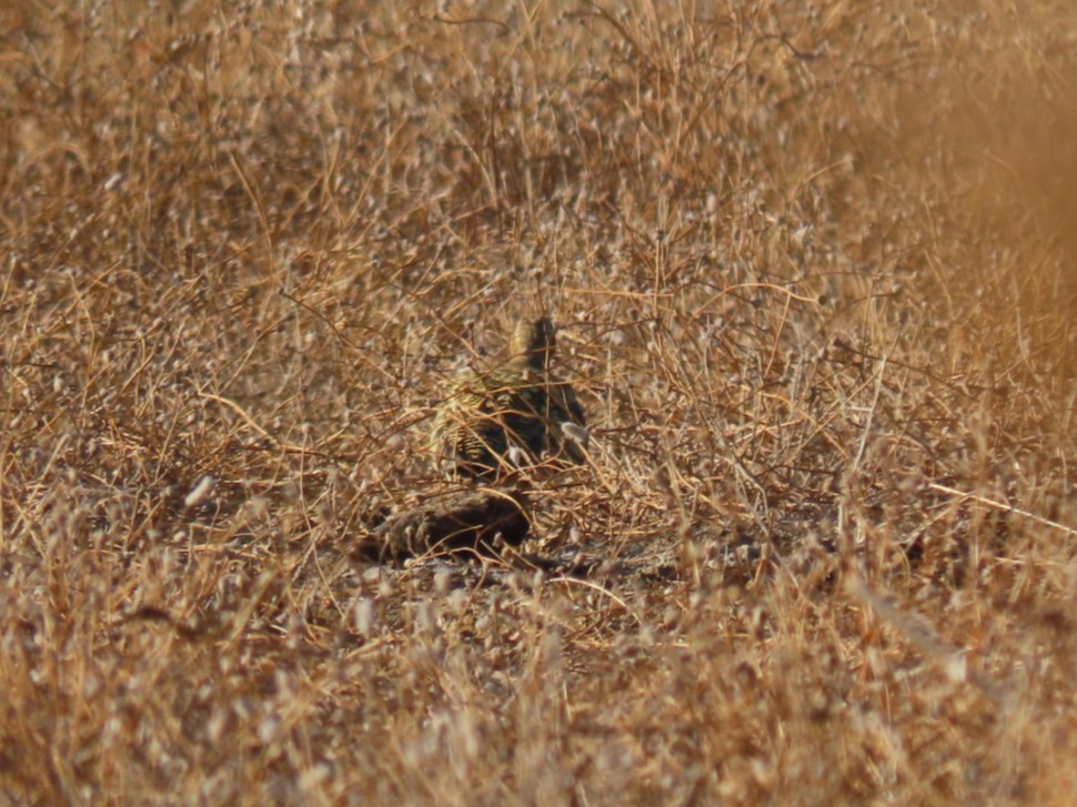 Pin-tailed Sandgrouse - ML646393663