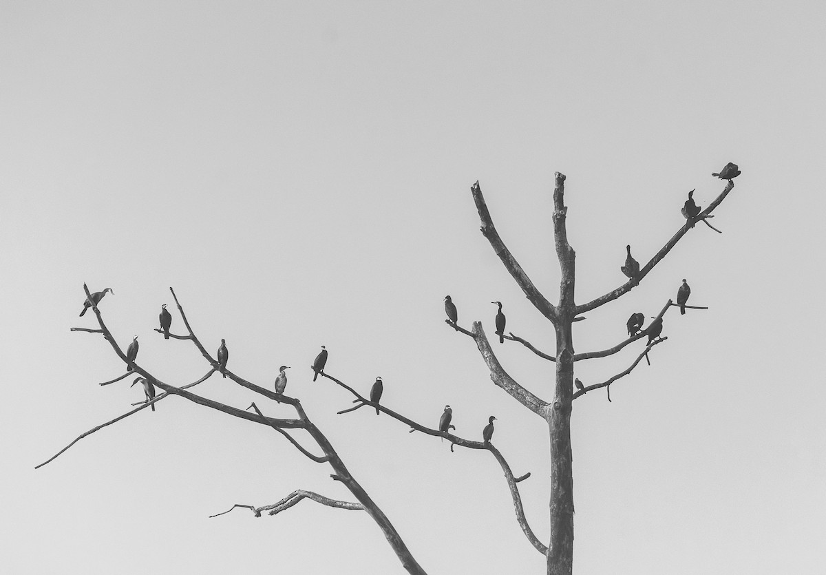 Большой баклан - ML646393666