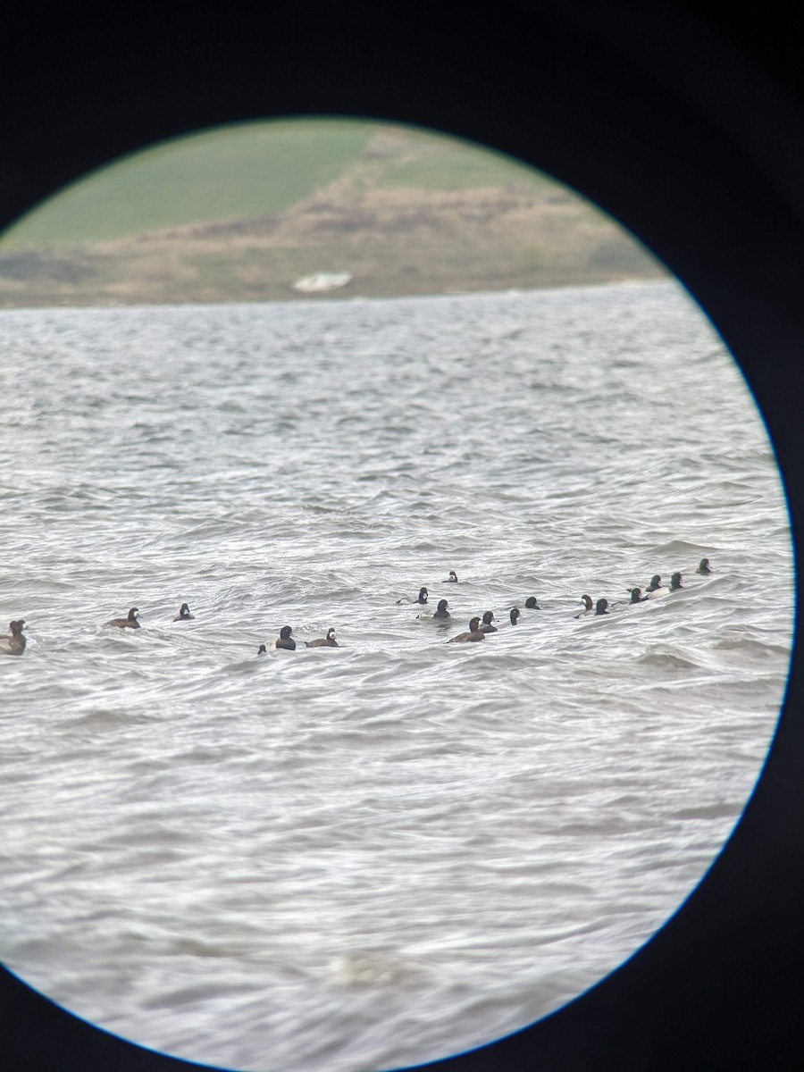 bergand - ML646393671