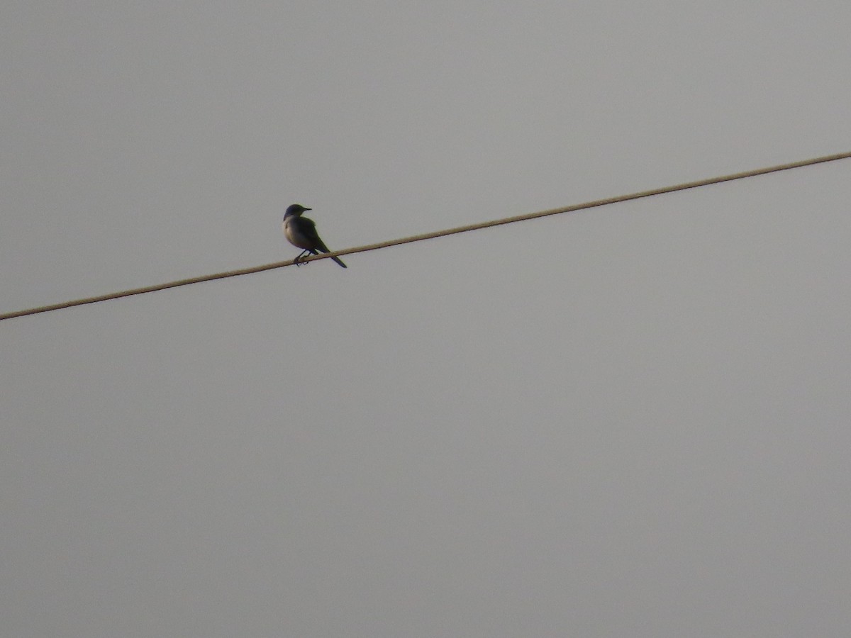 konipas horský - ML646393675