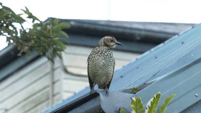 Naip Çardakkuşu - ML646393677