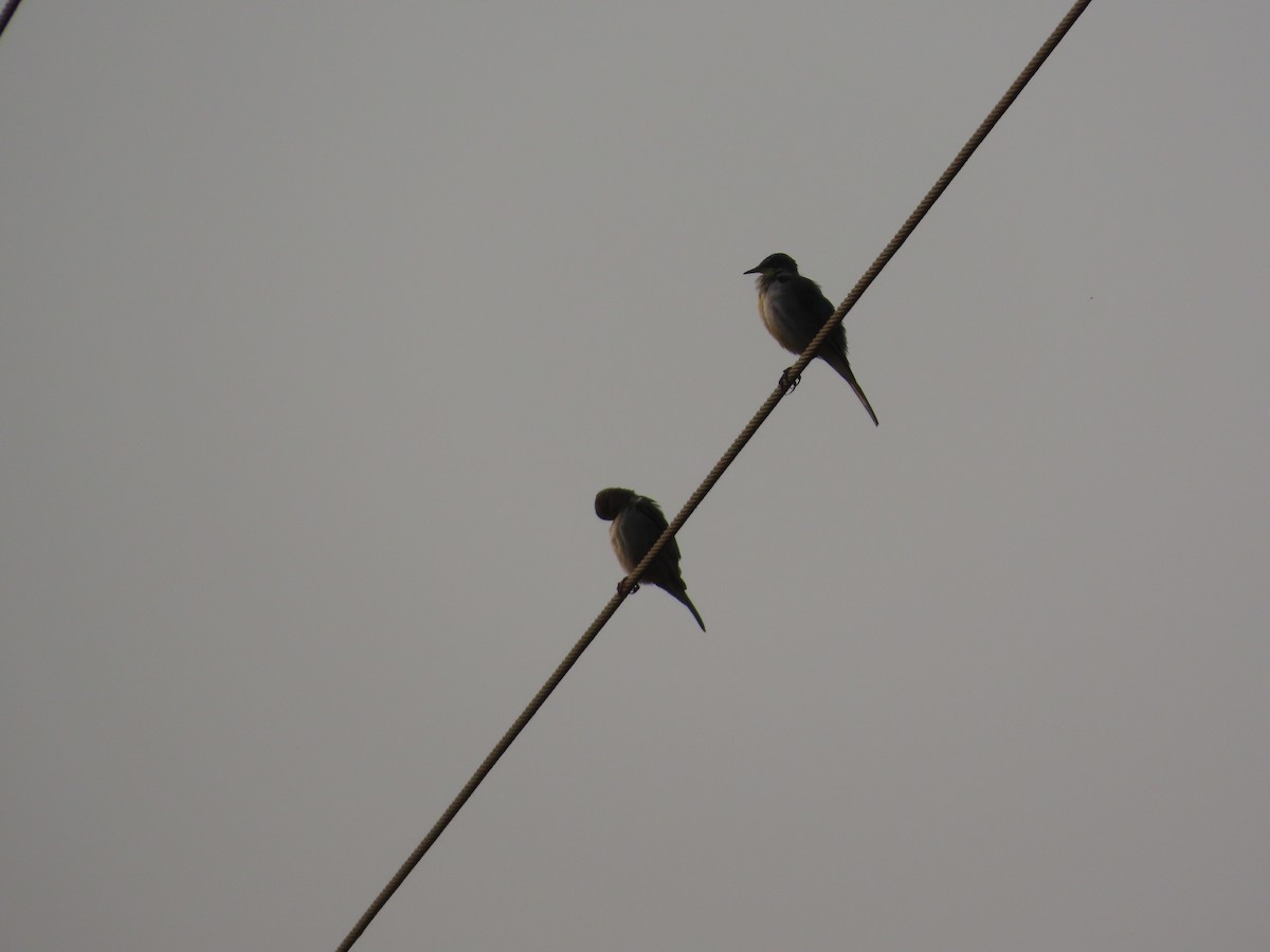 konipas horský - ML646393678