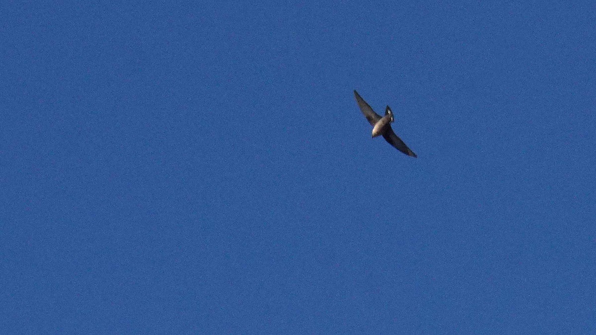 Haitz-enara eurasiarra - ML646393680