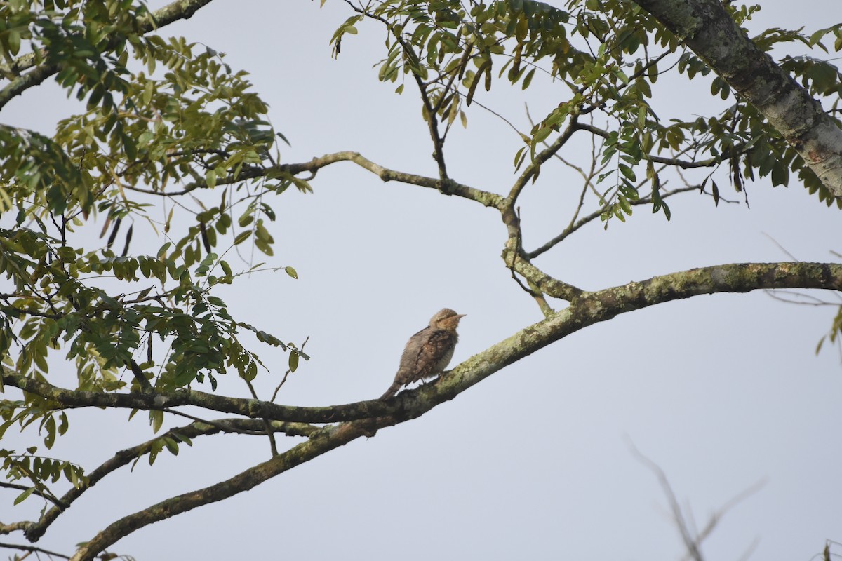 Eurasian Wryneck - ML646393681