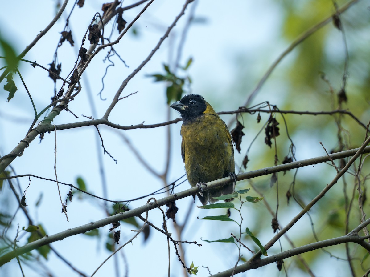 Crimson-collared Grosbeak - ML646393683