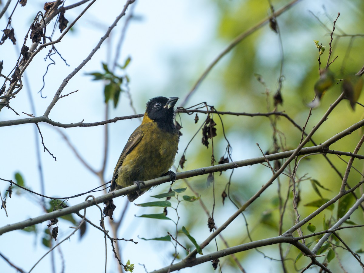 Crimson-collared Grosbeak - ML646393684