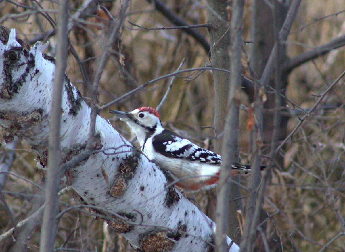 White-backed Woodpecker - ML646393690