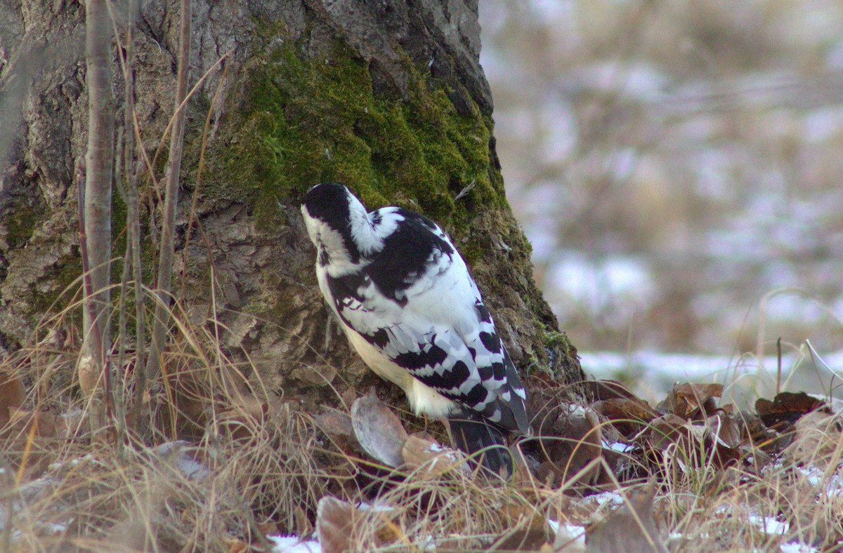 White-backed Woodpecker - ML646393691