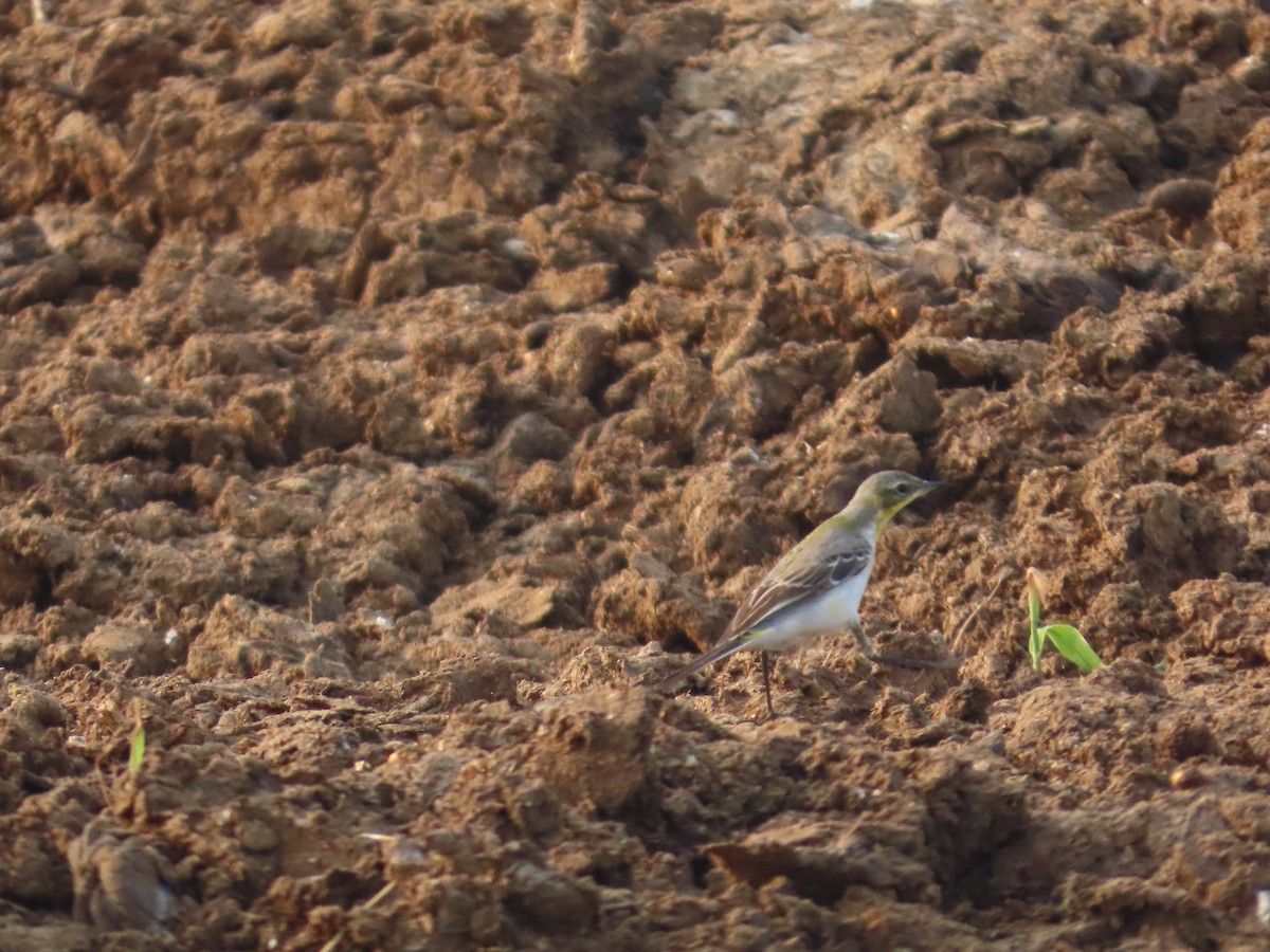 konipas luční - ML646393695