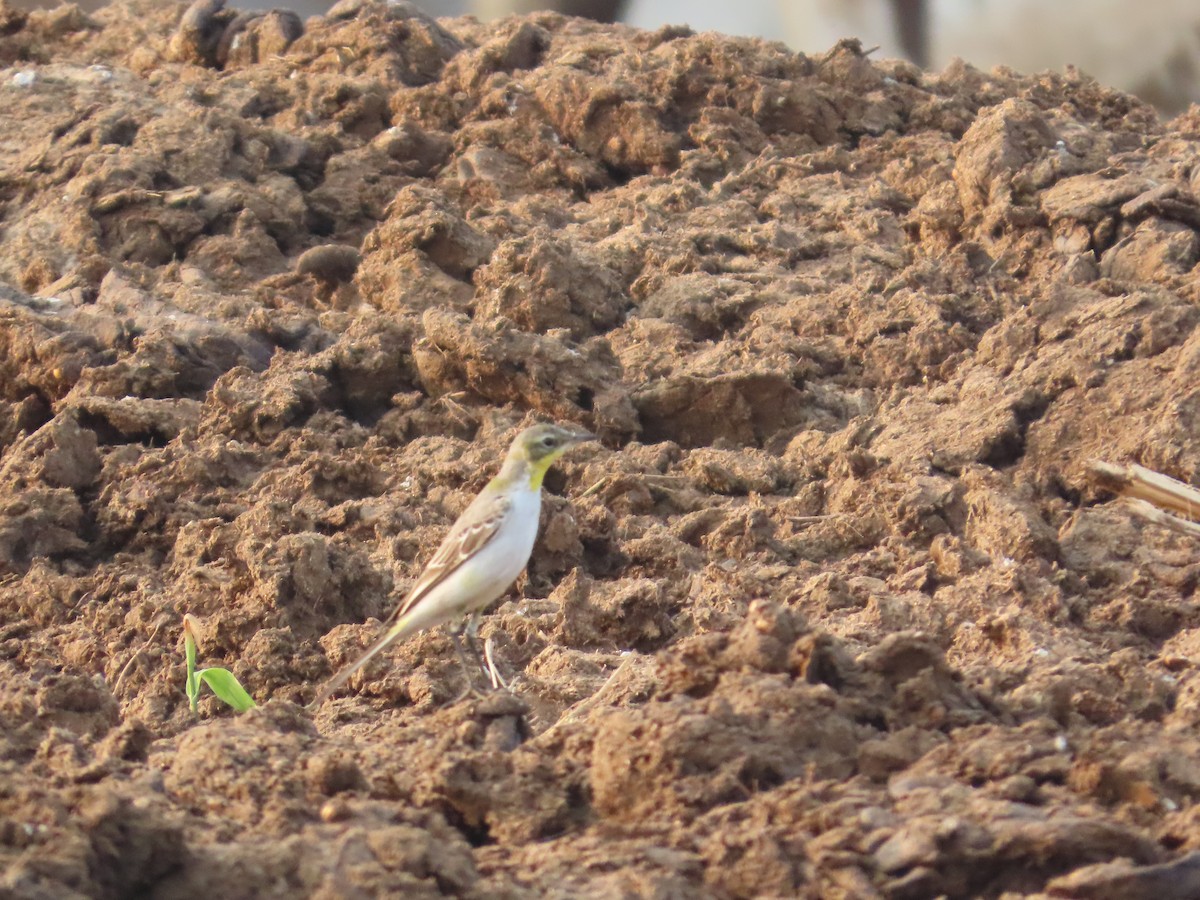 konipas luční - ML646393696