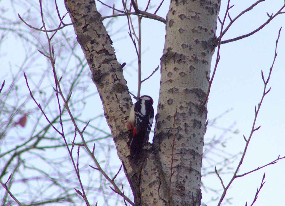 Great Spotted Woodpecker - ML646393697