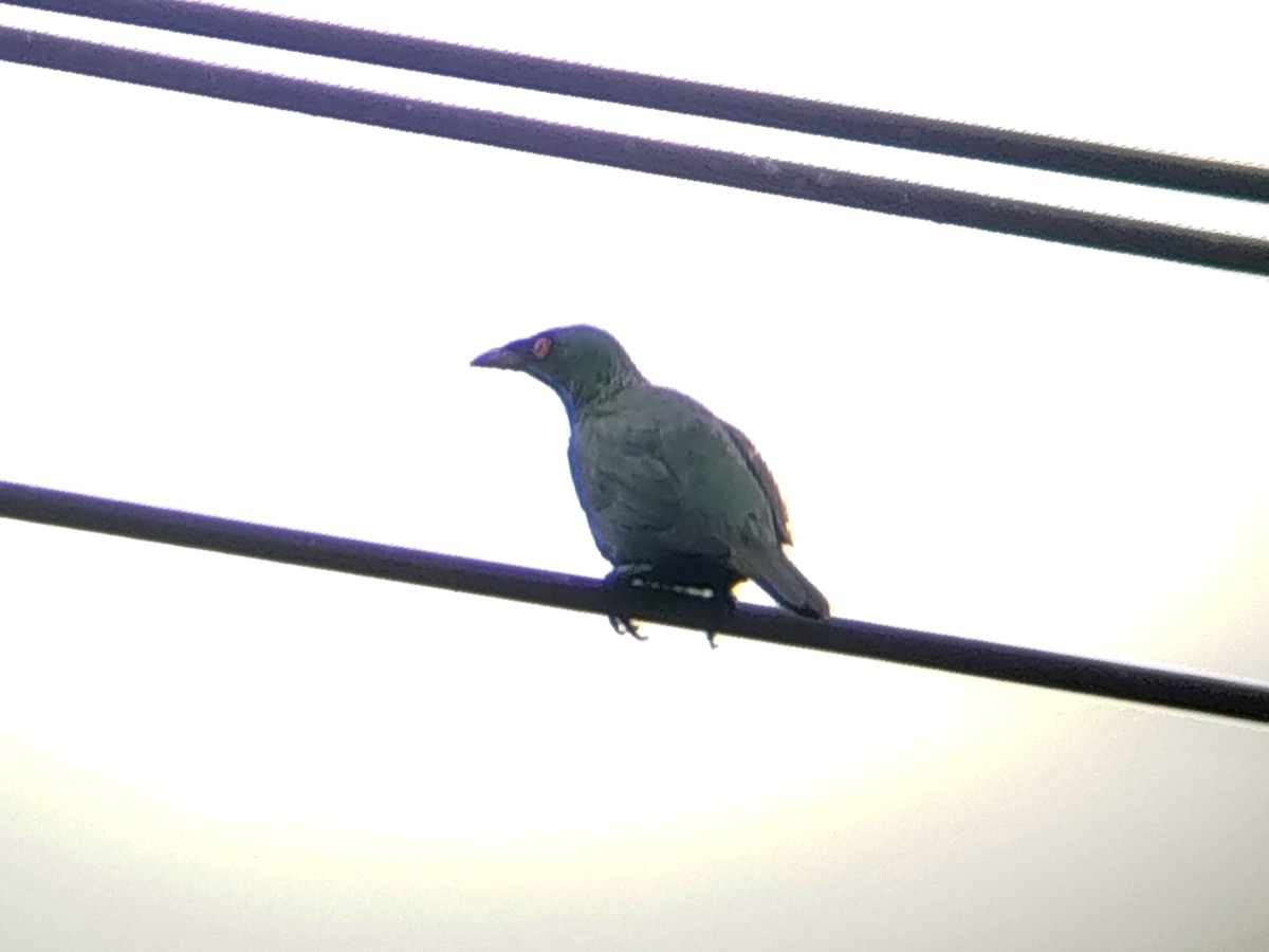 Malay Sığırcığı - ML646393699