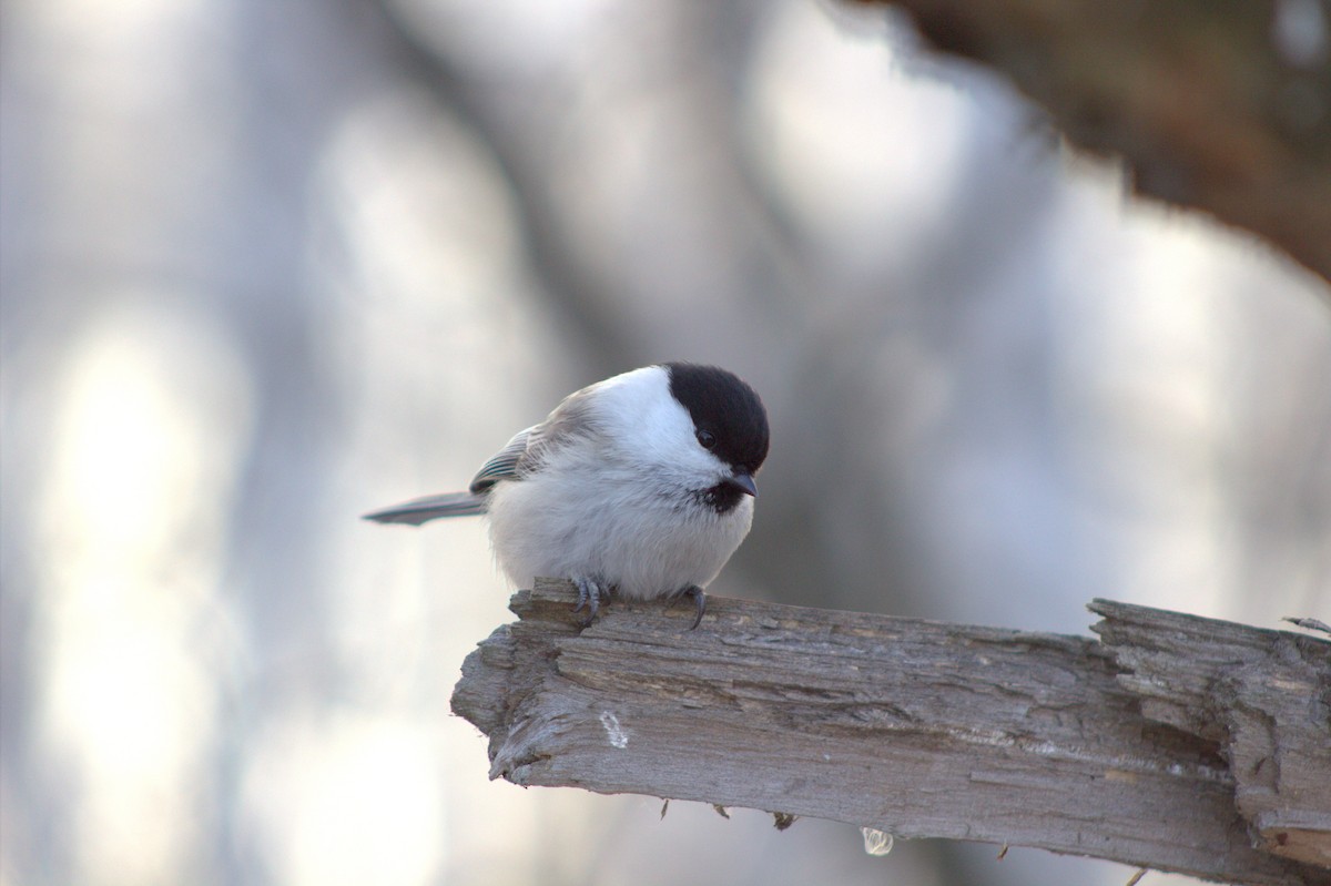 Mésange boréale - ML646393703