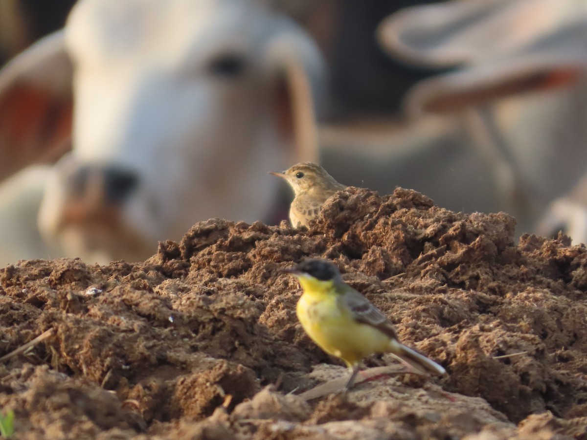 konipas luční - ML646393704