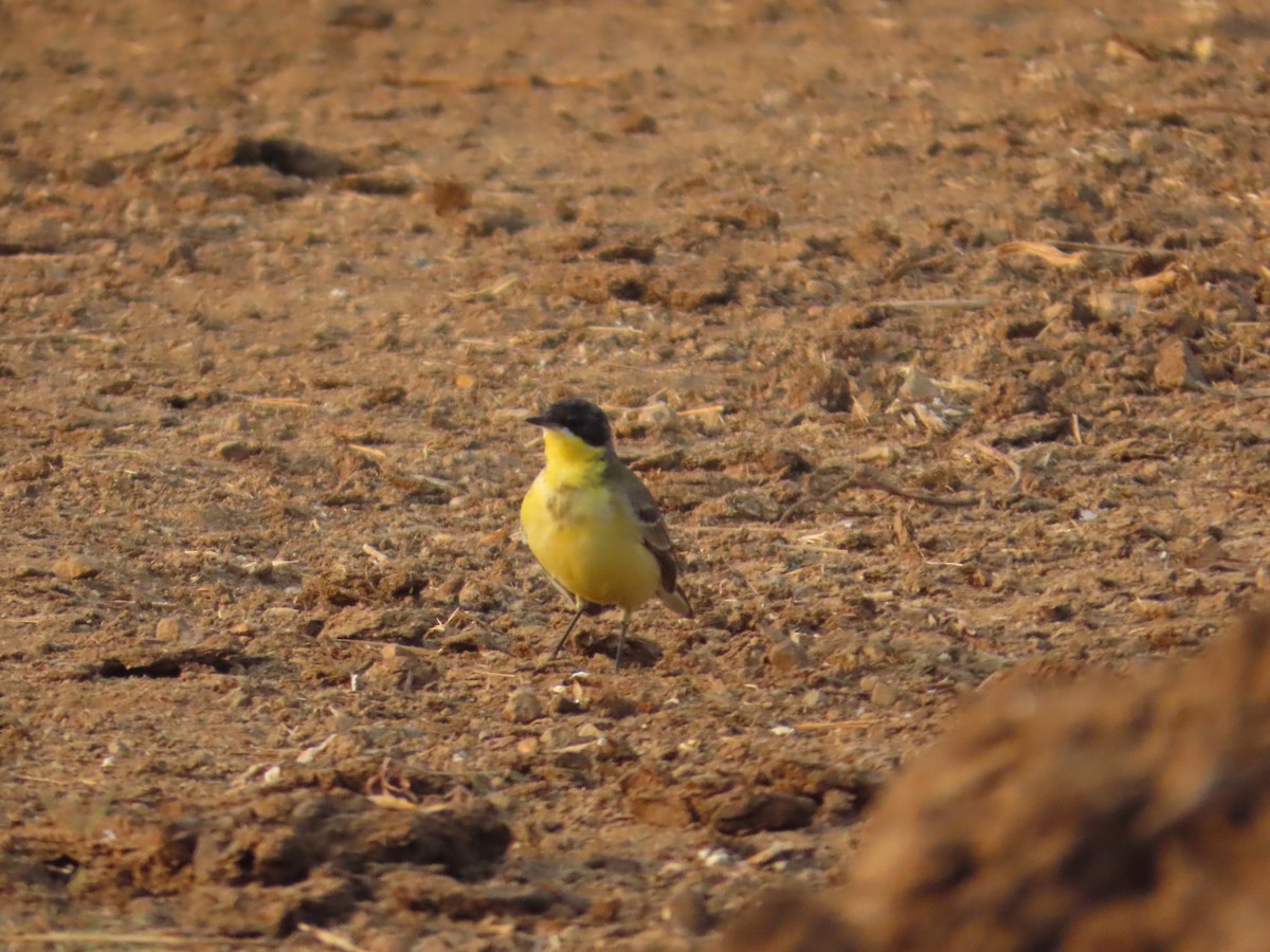 konipas luční - ML646393705