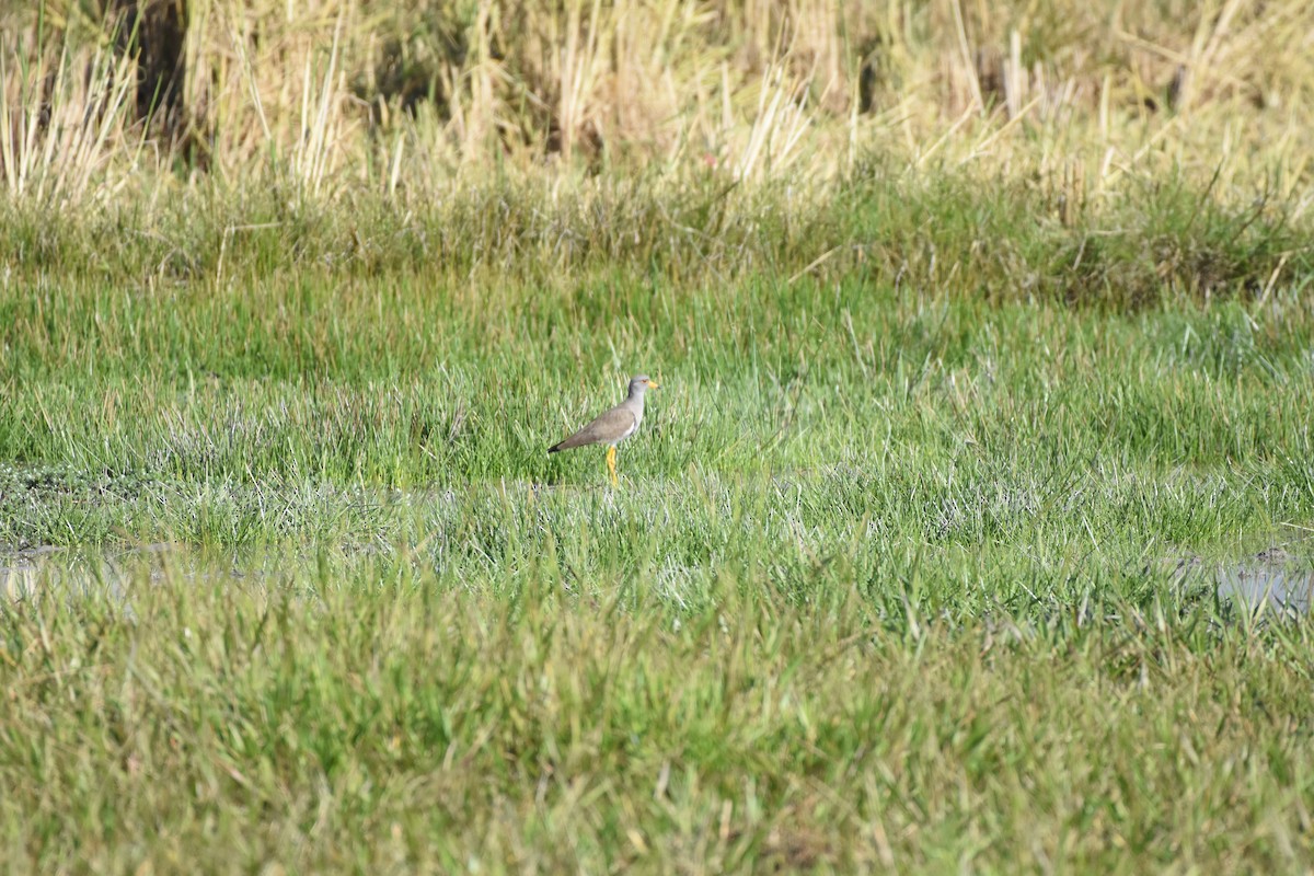Gray-headed Lapwing - ML646393706