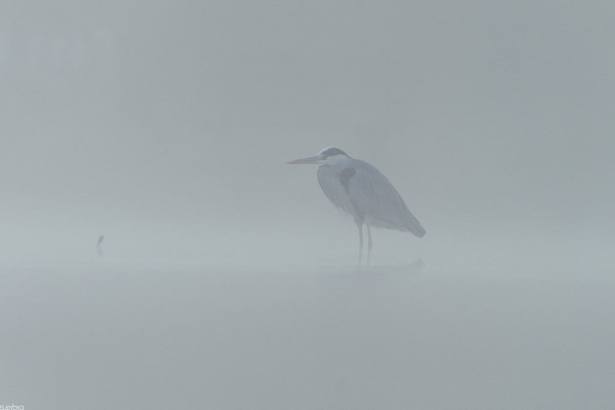 Gri Balıkçıl - ML646393707