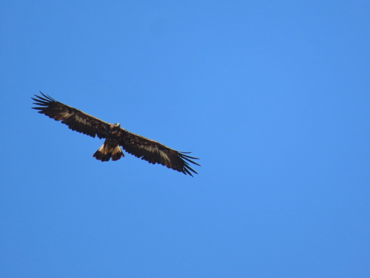 Golden Eagle - ML646393710