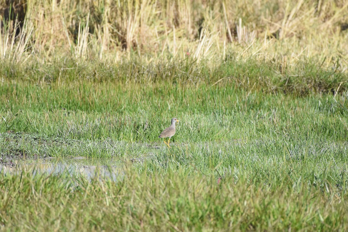 Gray-headed Lapwing - ML646393713