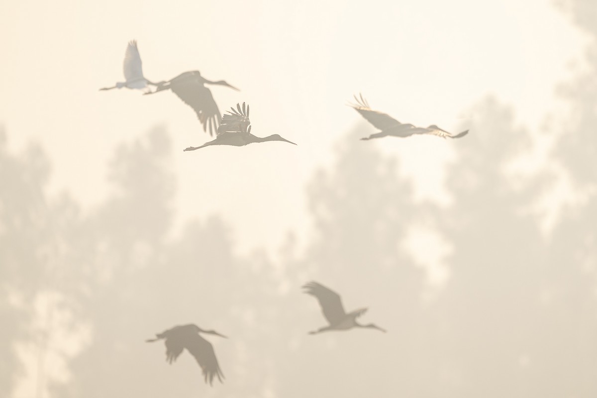 Black Stork - ML646393714