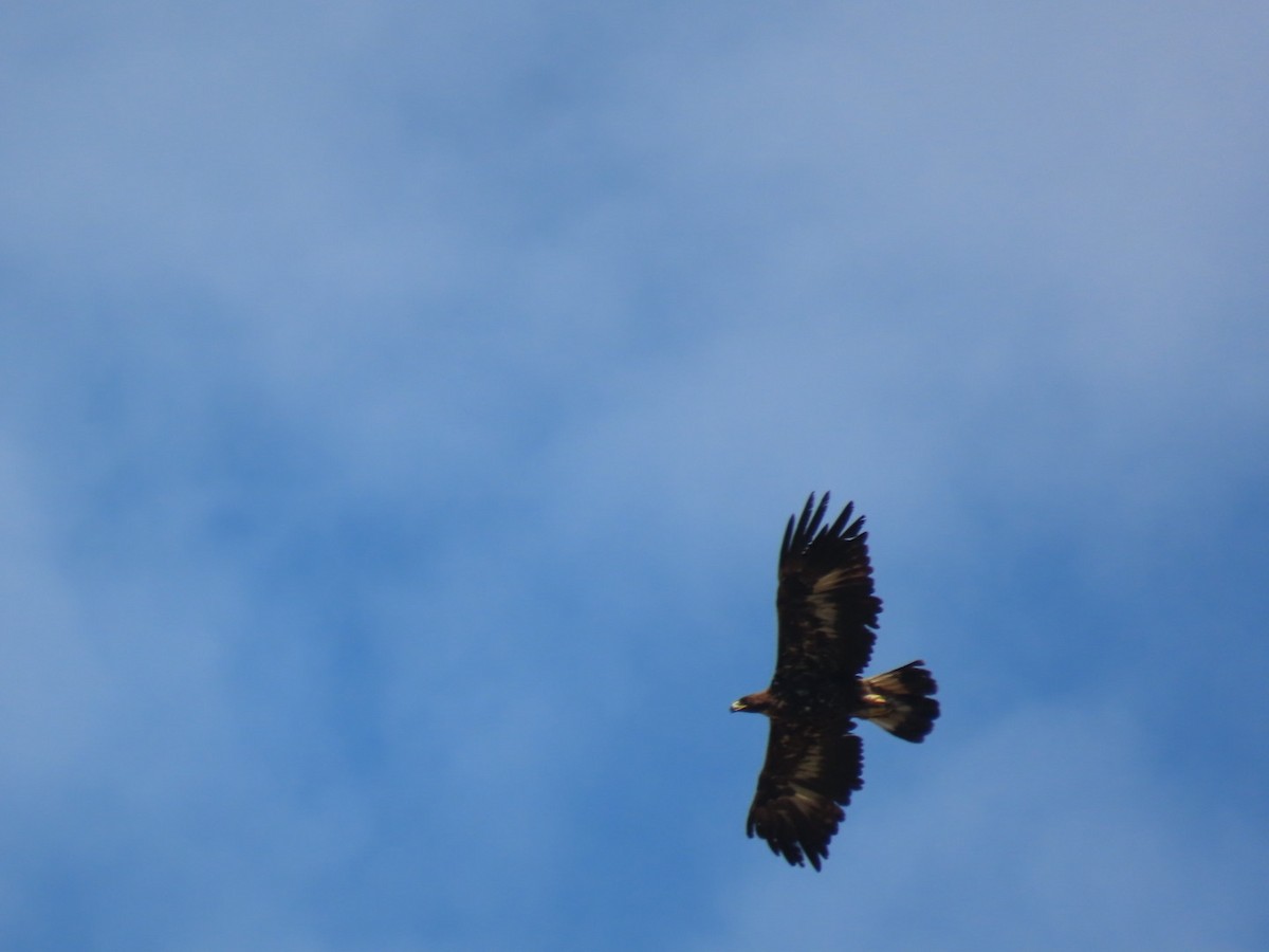 Golden Eagle - ML646393718