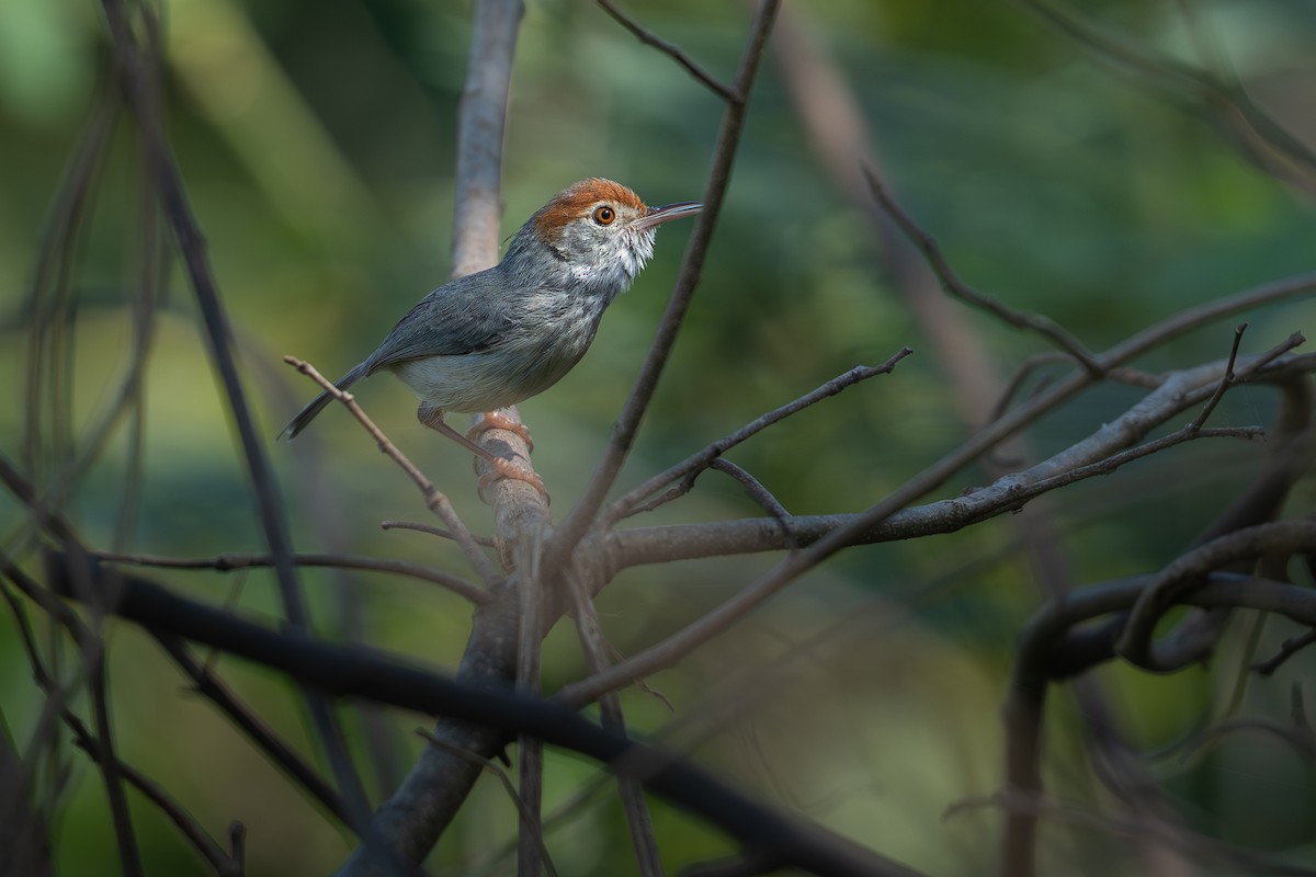 Cambodian Tailorbird - ML646393720