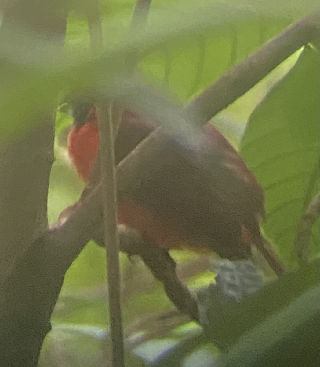 Red-and-black Grosbeak - ML646393721