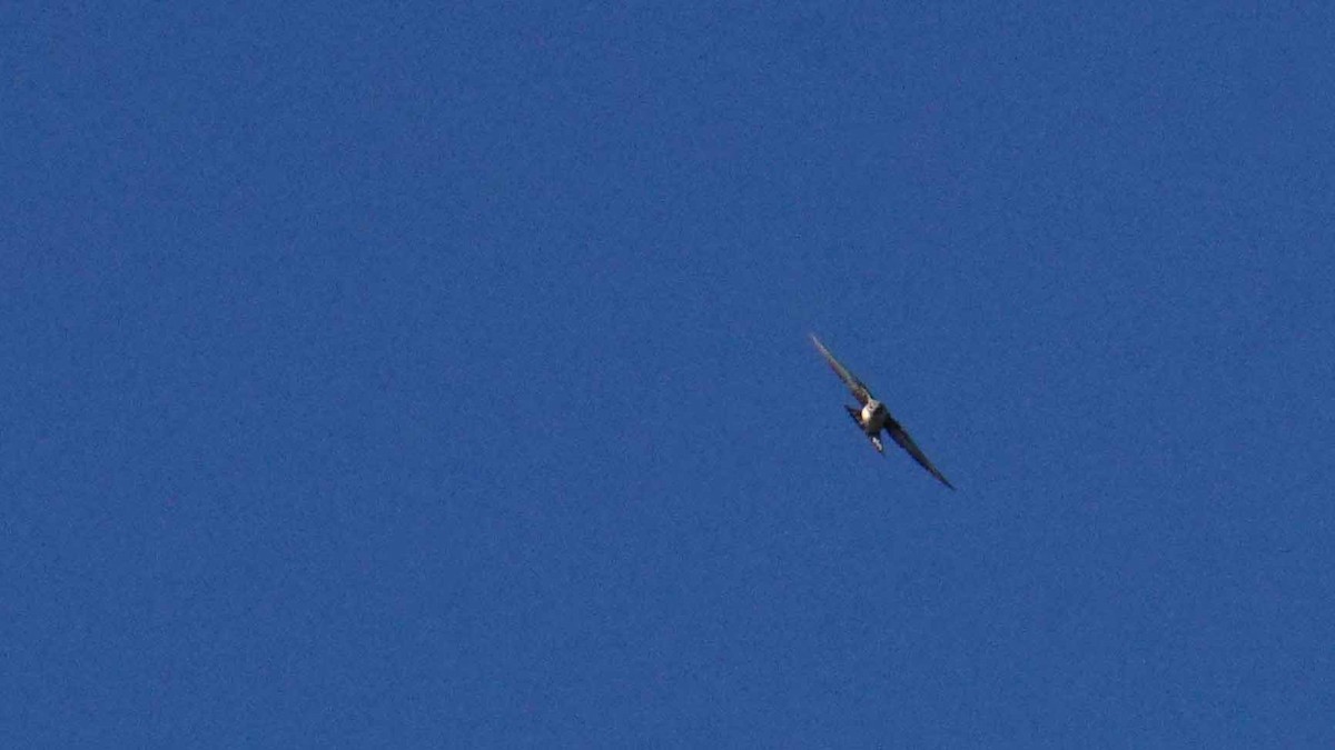 Haitz-enara eurasiarra - ML646393722