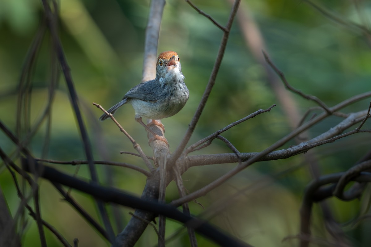 Cambodian Tailorbird - ML646393723