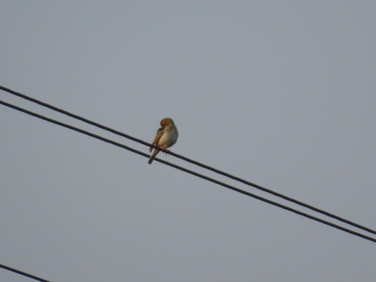 linduška lesní - ML646393726